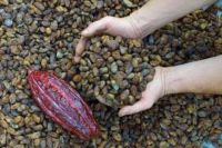 Volgens vele grondstoffeninkopers uit onze branche neemt de cacaoprijs dit jaar weer toe. Tekst verschenen in Consudel April 2010.   / Copyright tekst: Dirk Bosman/ DIBEBO Tekstproducties. 